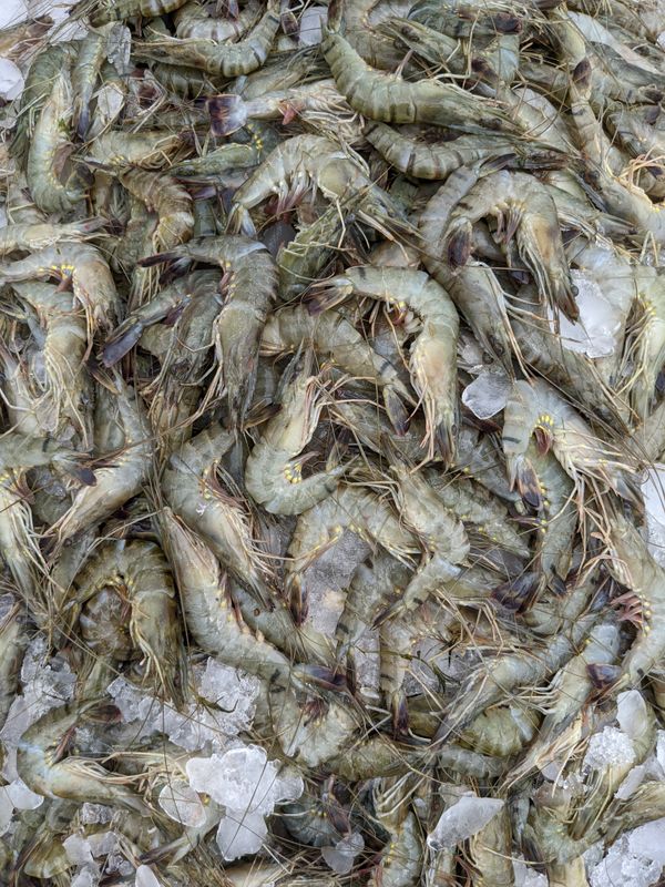 Pescados y mariscos